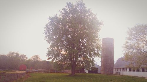 Trees on grassy field