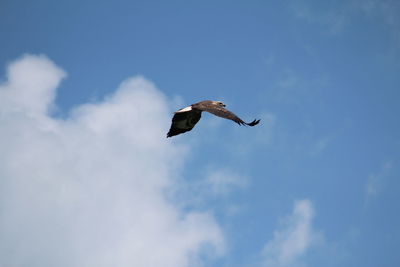 Low angle view of eagle flying against clear sky