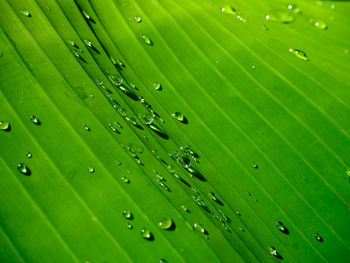 Full frame shot of raindrops on leaf