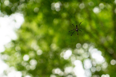 Close-up of spider on web