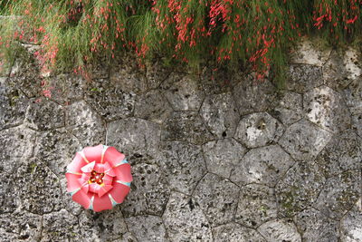 High angle view of pink flowering plant against wall