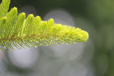 Macro shot of fern