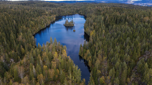 Scenic view of lake in forest