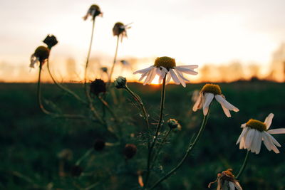 Close-up of flowers growing in field