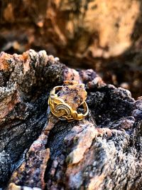 Close-up of frog on rock