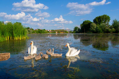 Swans swimming in lake against sky