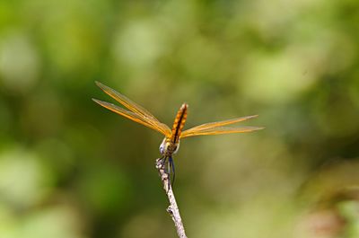 Close-up of insect on plant