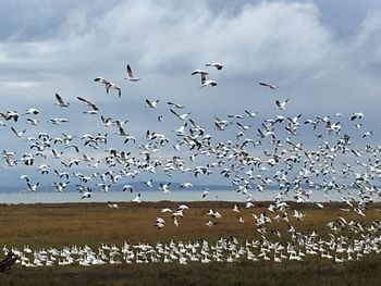 Flock of birds flying in the sky
