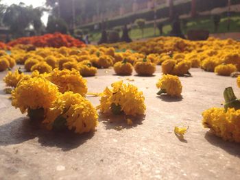 Close-up of yellow flowers on tree