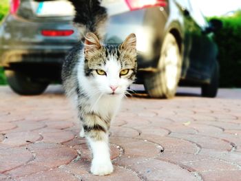 Cat on street