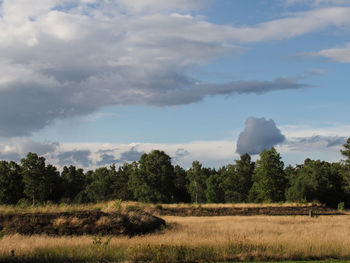 Trees on field against sky