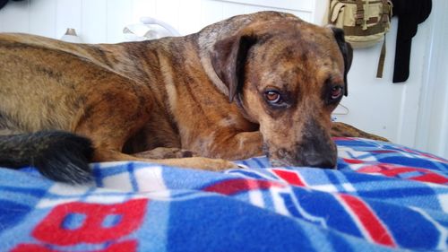 Close-up portrait of a dog resting on bed