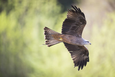Close-up of eagle flying