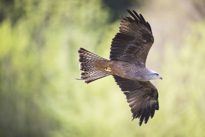 Red kite in flight 