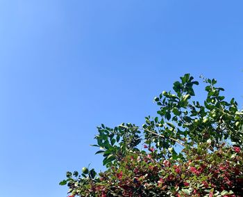 Low angle view of flowering plants against clear blue sky