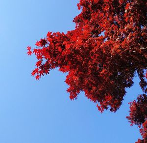 Low angle view of autumnal tree against clear sky