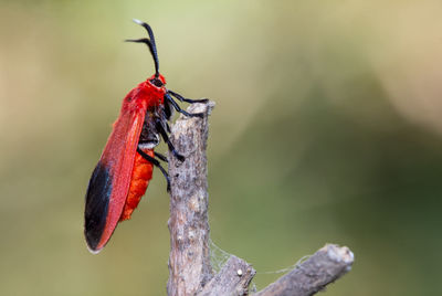 Close-up of insect perching on branch