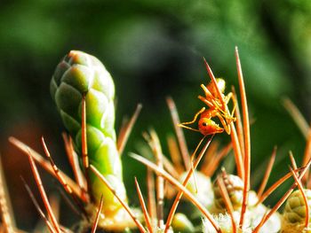 Close-up of insect on flower