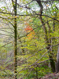 Low angle view of trees in forest during autumn