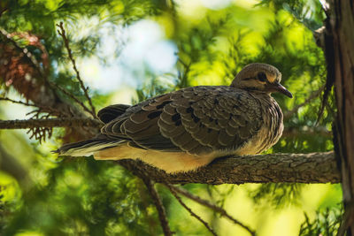 Close-up of bird perching on branch