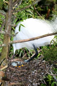 High angle view of white bird on field