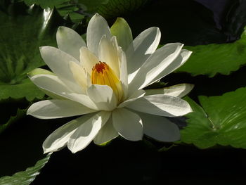 Close-up of white flowering plant