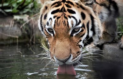 Close-up portrait of tiger drinking water