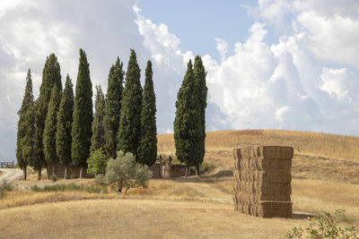 Panoramic shot of trees on field against sky