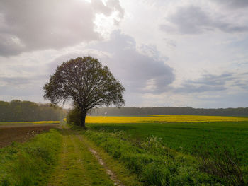 Tree on field against sky