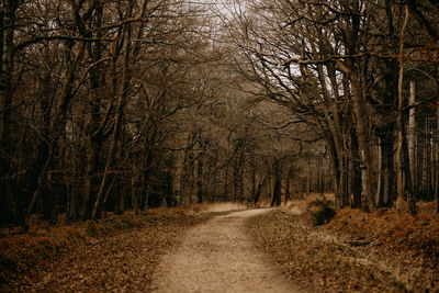 Road amidst trees in forest