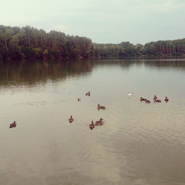 animal themes, bird, water, lake, animals in the wild, duck, wildlife, swimming, waterfront, tree, nature, medium group of animals, reflection, beauty in nature, flock of birds, water bird, sky, river, tranquility