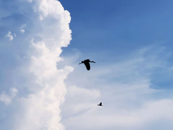 Low angle view of bird flying in sky