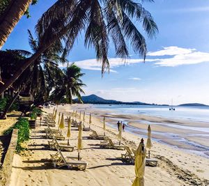 Palm trees on beach against sky