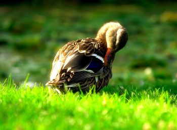 Close-up of bird on field