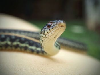Garter snake 