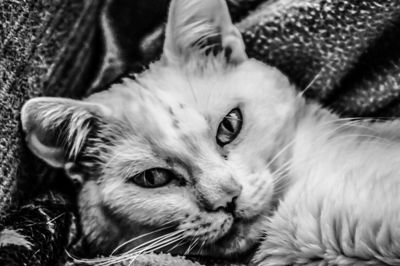 Close-up portrait of cat
