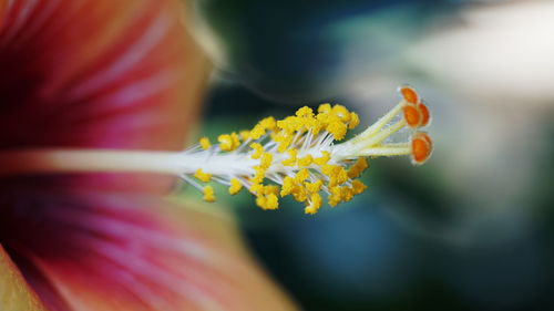 Close-up of flower stamen