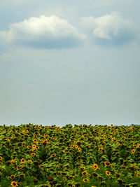 Scenic view of flowering plants on field against sky