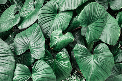 Full frame shot of green leaves