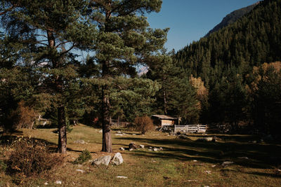 Trees on field against sky