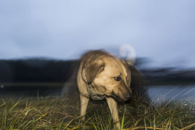 Close-up of lion against sky