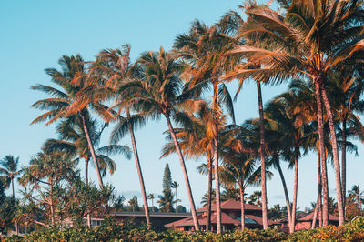 Low angle view of palm trees against sky