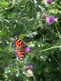 High angle view of insect on flowers