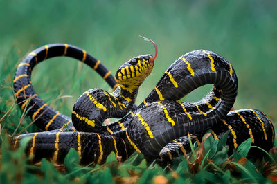 Golden ring snake