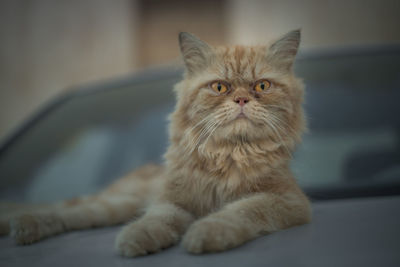 Portrait of cat sitting at home