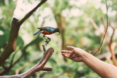 Person holding bird perching on tree being fed by human hand