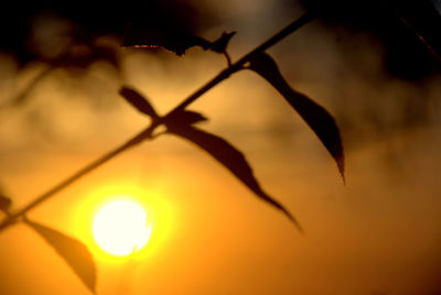 Close-up of silhouette plant against sky at sunset