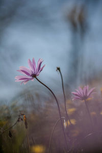 Close-up of pink flowers