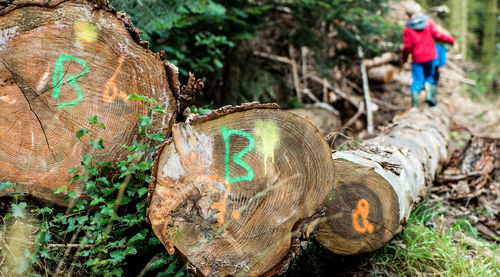 Close-up of man working on tree