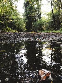 Reflection of trees in water